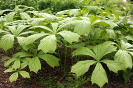 Image of Rodgersia podophylla A. Gray