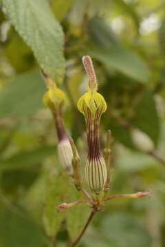 Image de Ceropegia candelabrum subsp. tuberosa (Roxb.) H. Huber