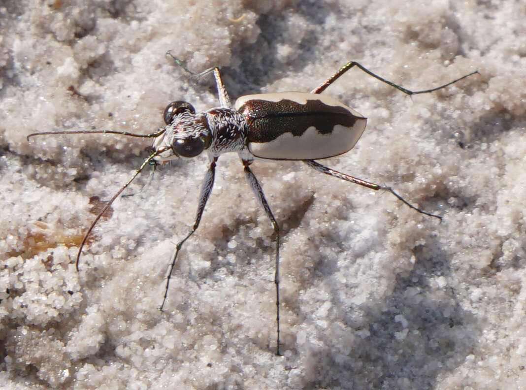 Image of White-cloaked Tiger Beetle