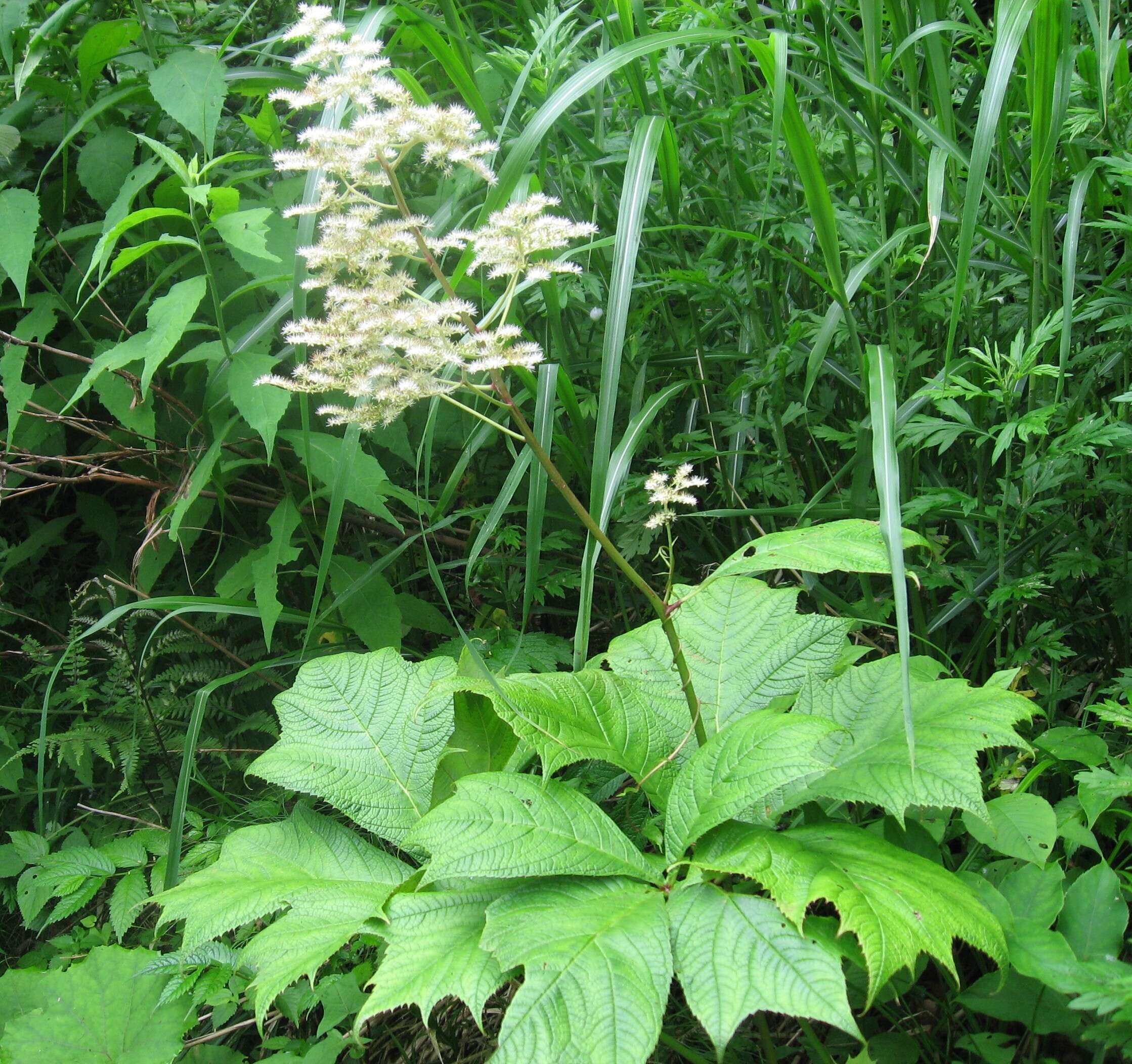 Image of Rodgersia podophylla A. Gray