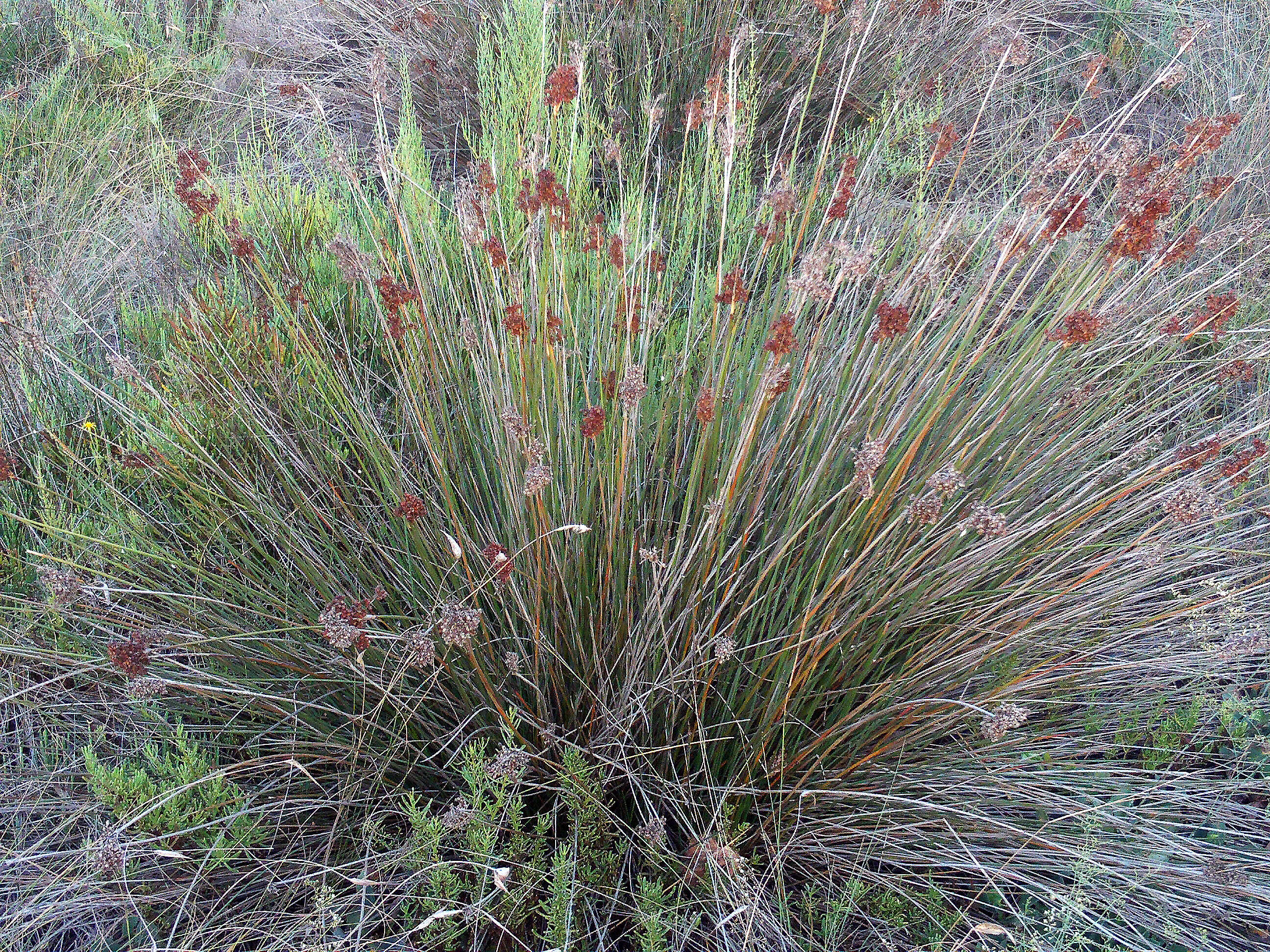 Image of spiny rush