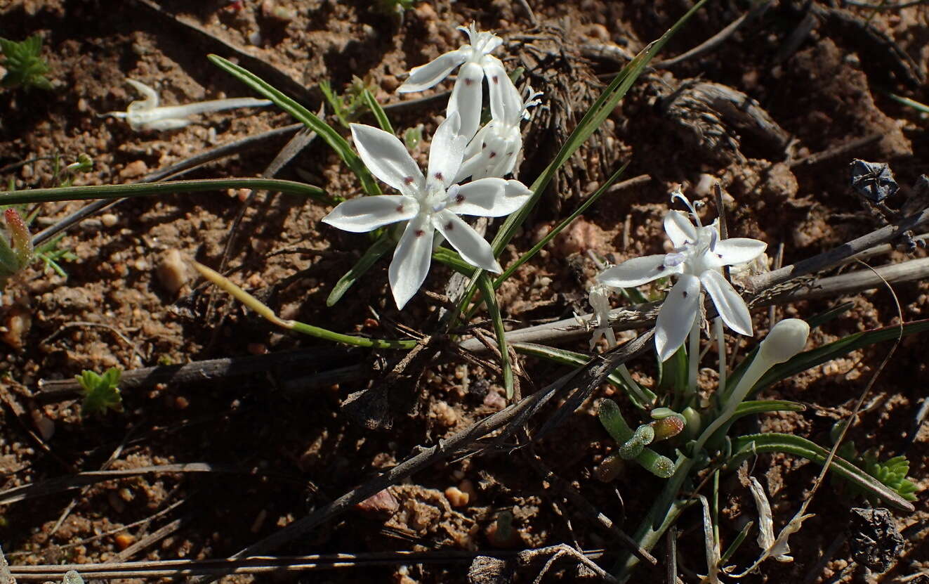 Image of Lapeirousia plicata (Jacq.) Diels