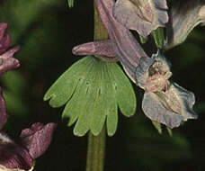 Image of bird-in-a-bush