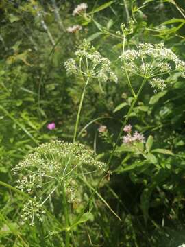 Image of Ostericum palustre (Besser) Besser