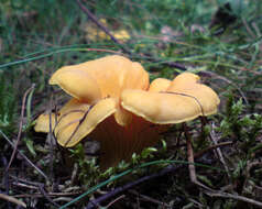 Image of Chanterelle