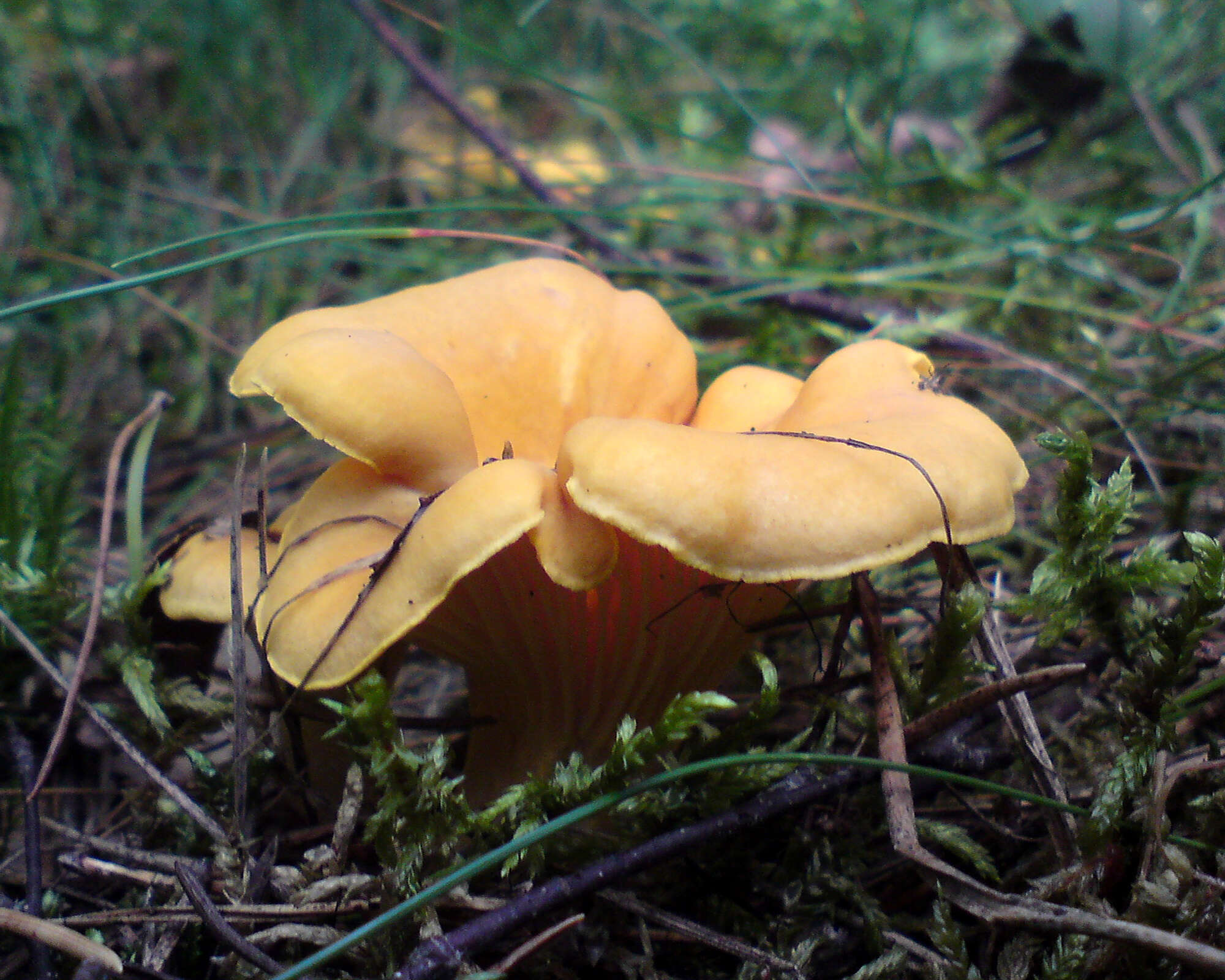 Image of Chanterelle