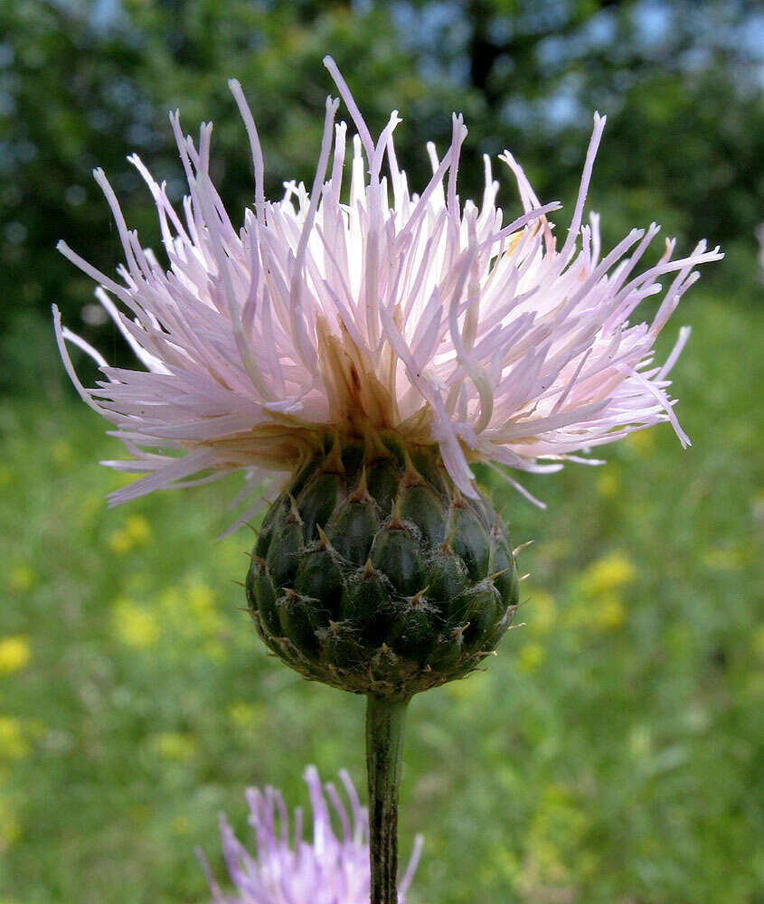 Image of Klasea radiata subsp. gmelinii (Tausch) L. Martins