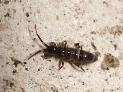 Image of hairy-back girdled springtail