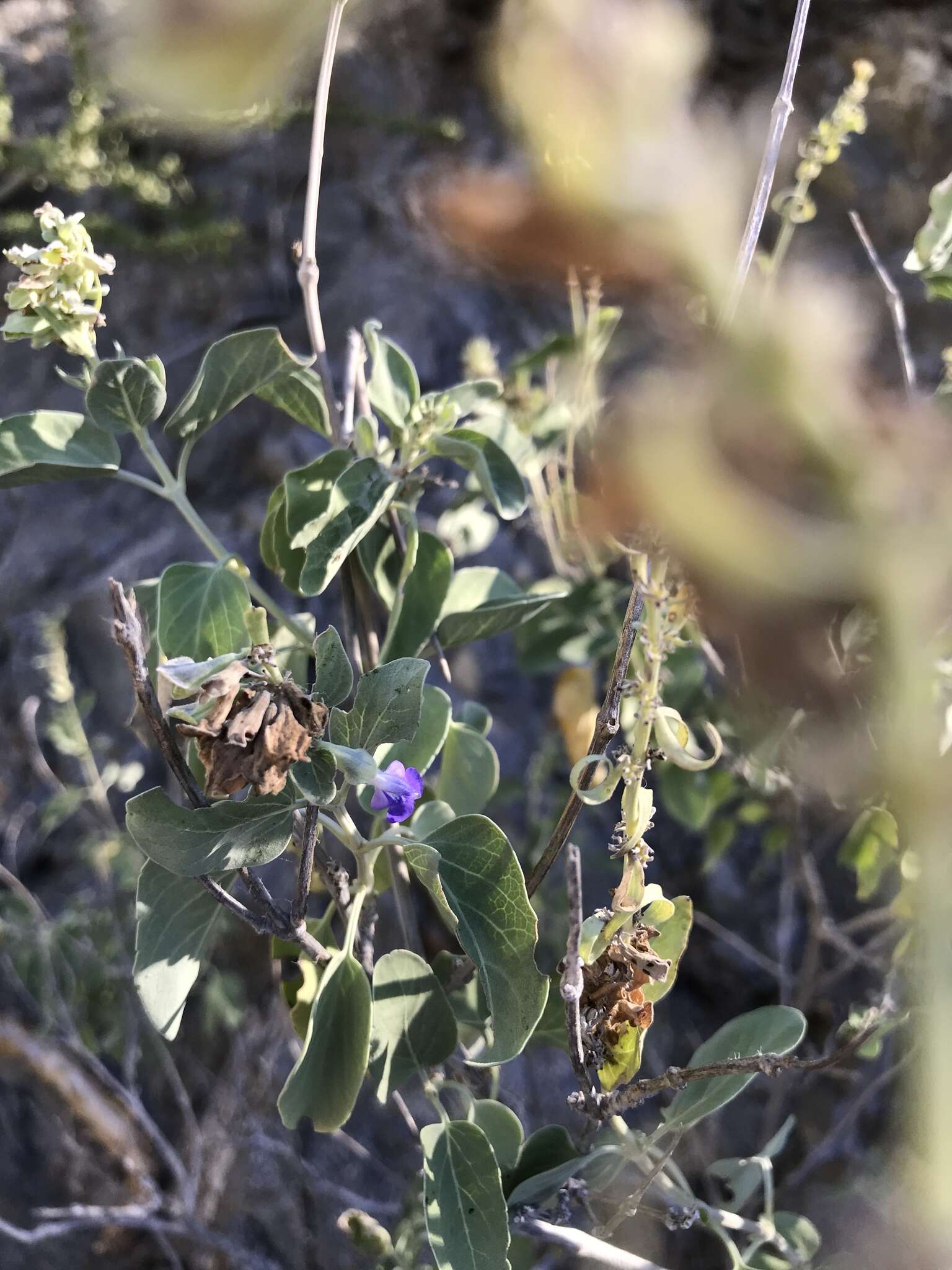 Image of Salvia platycheila A. Gray