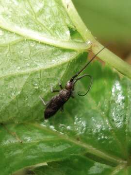 Image of Springtail