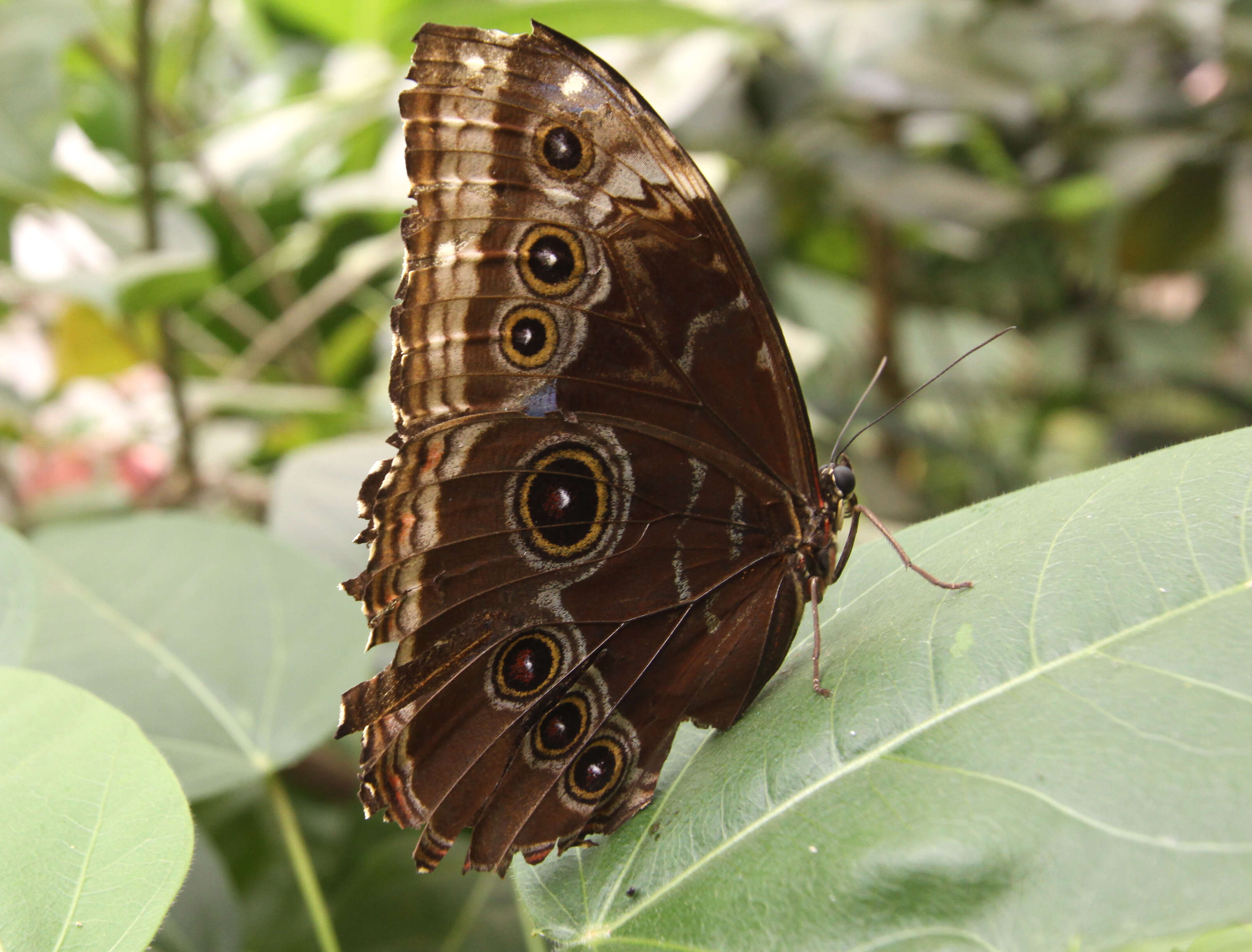 Imagem de Morpho peleides Kollar 1850