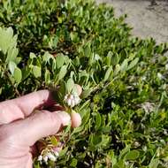 Imagem de Arctostaphylos nevadensis A. Gray