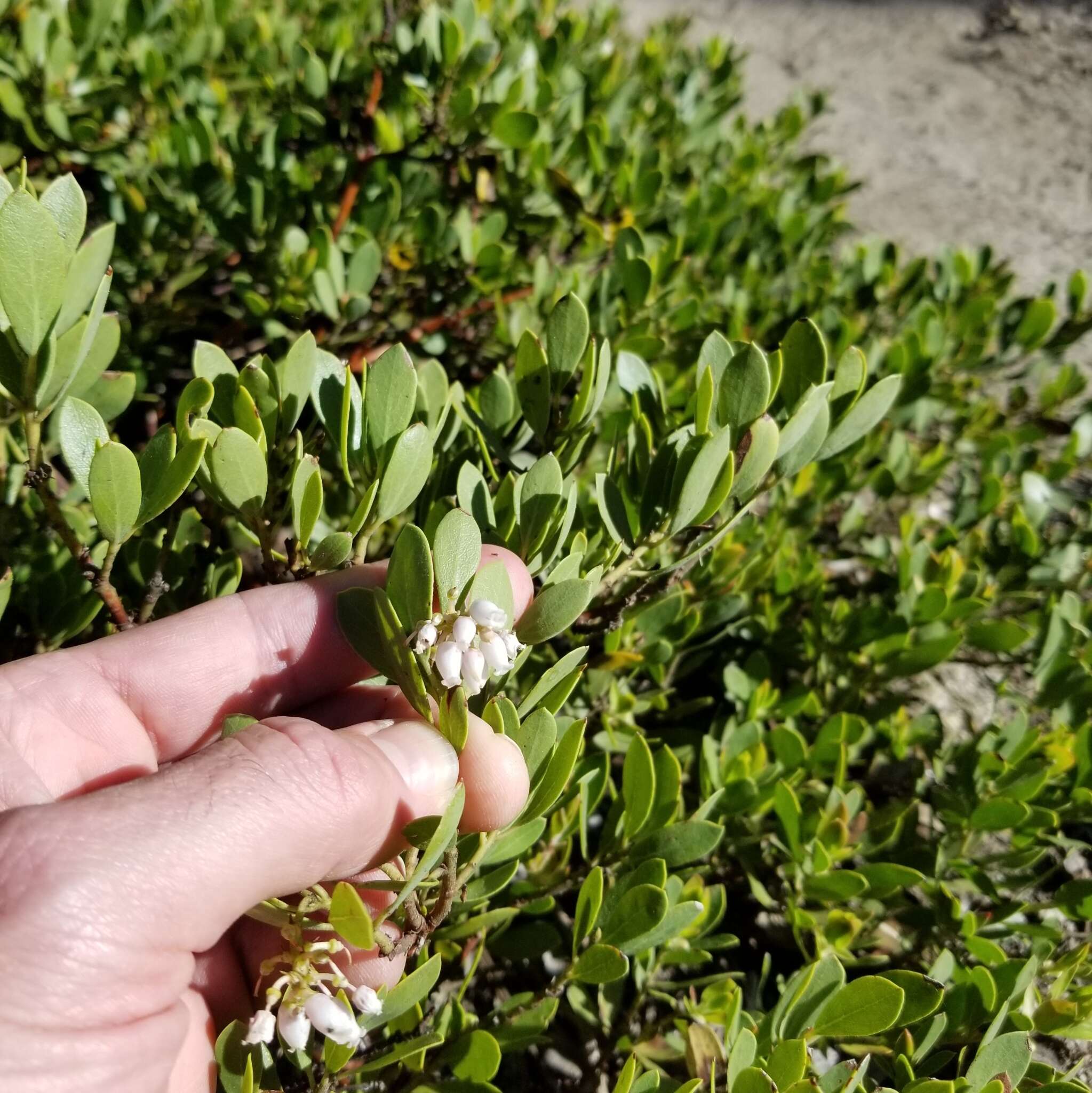 Imagem de Arctostaphylos nevadensis A. Gray