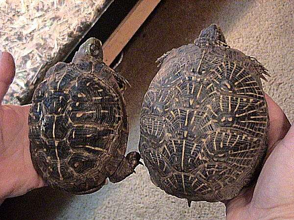 Image of Ornate Box Turtle