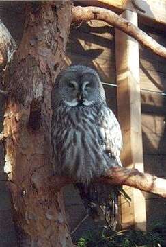 Image of Great Gray Owl