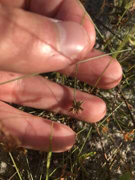 Image of watergrass