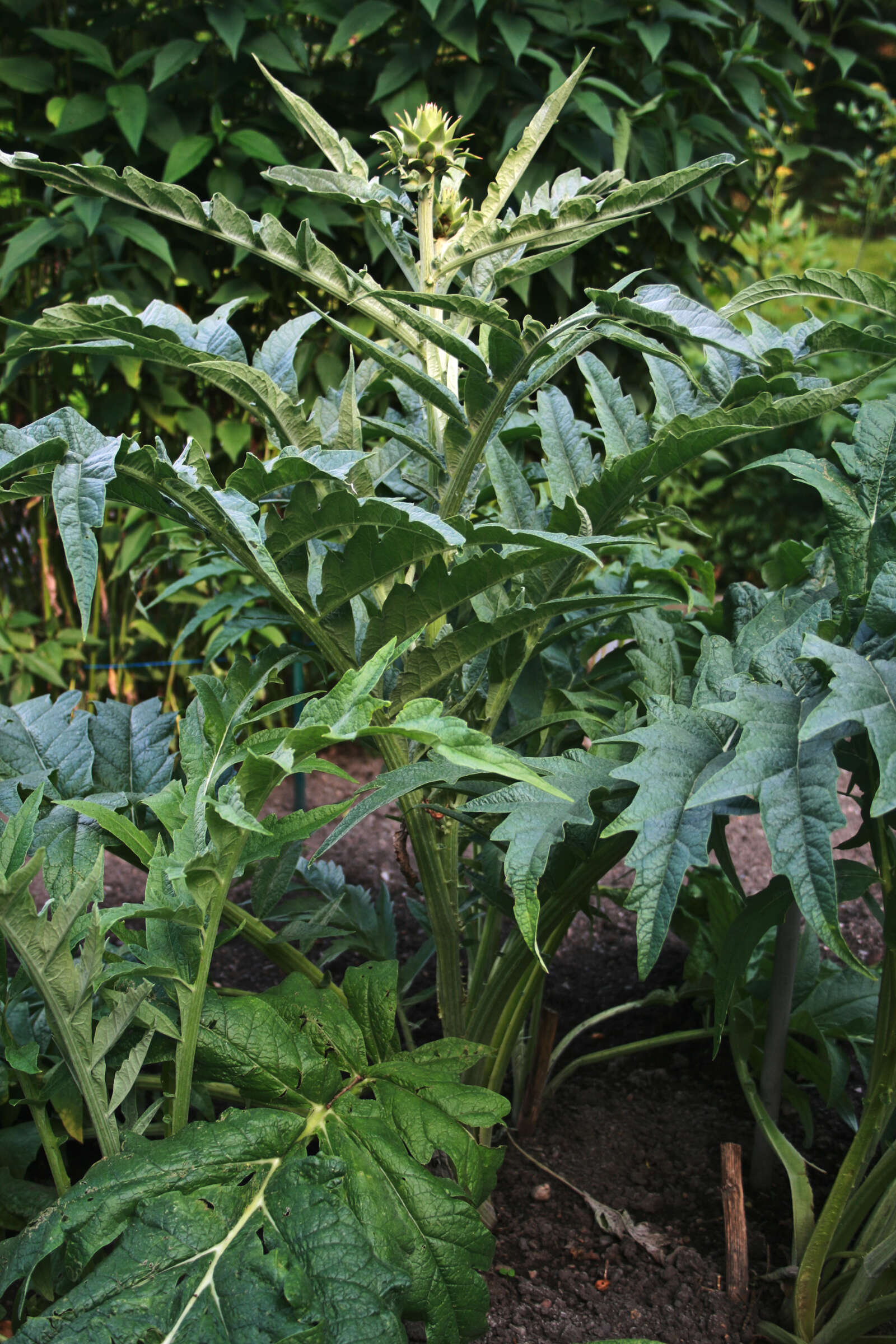 Image of cardoon