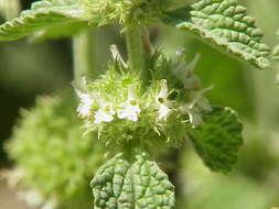 Image of horehound