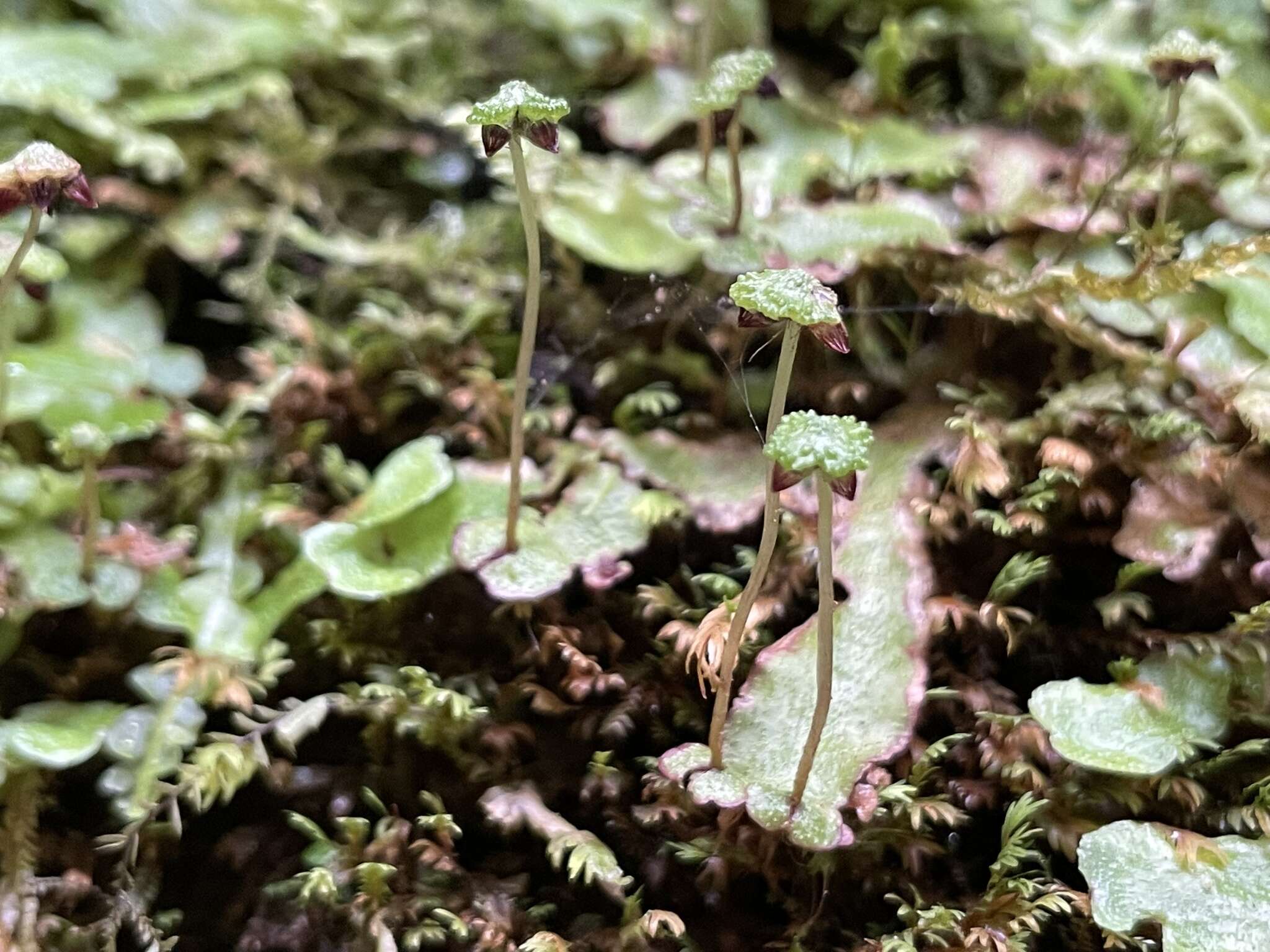 Image of Asterella macropoda (Spruce) A. Evans