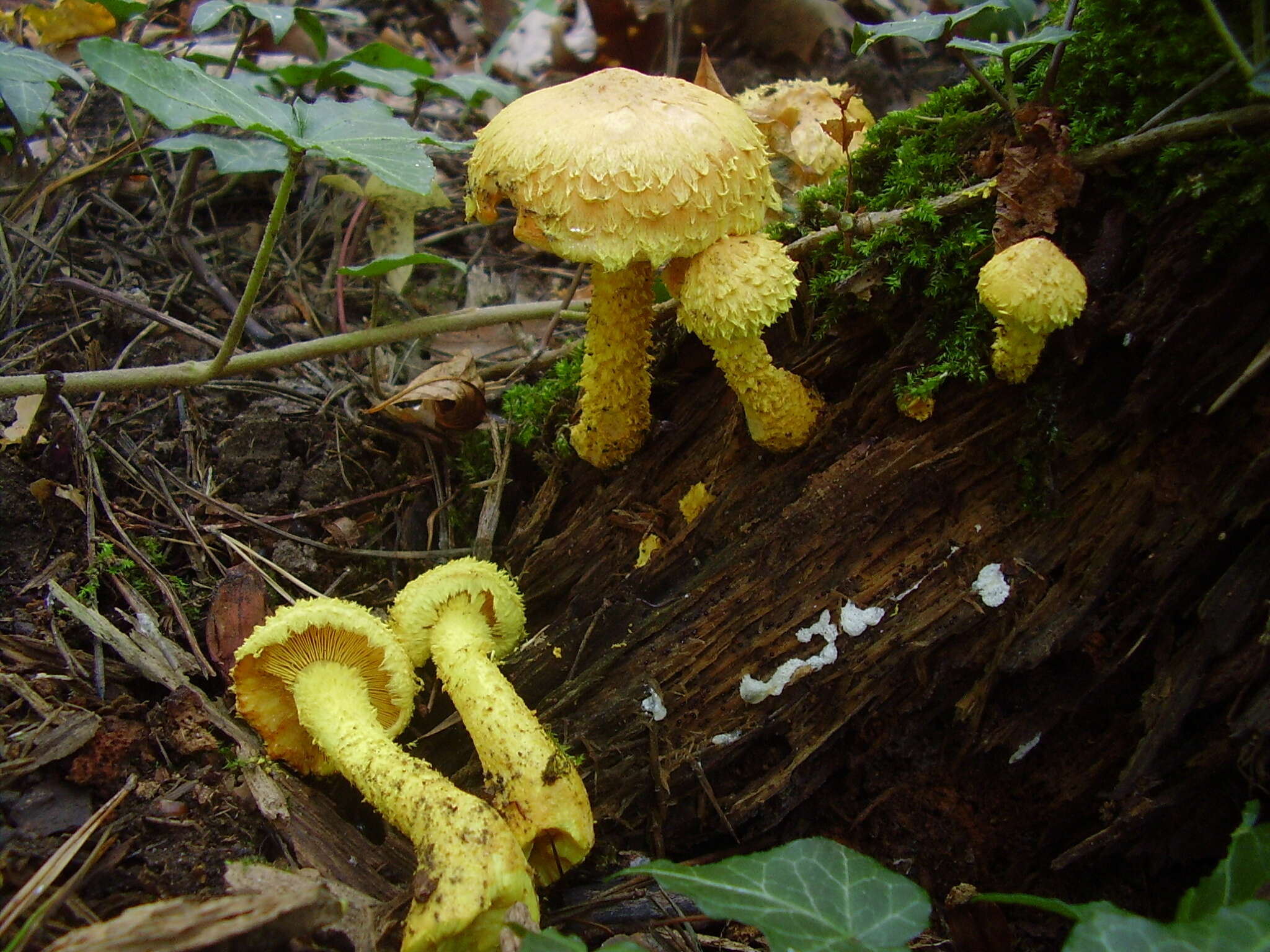 Image of Pholiota flammans (Batsch) P. Kumm. 1871