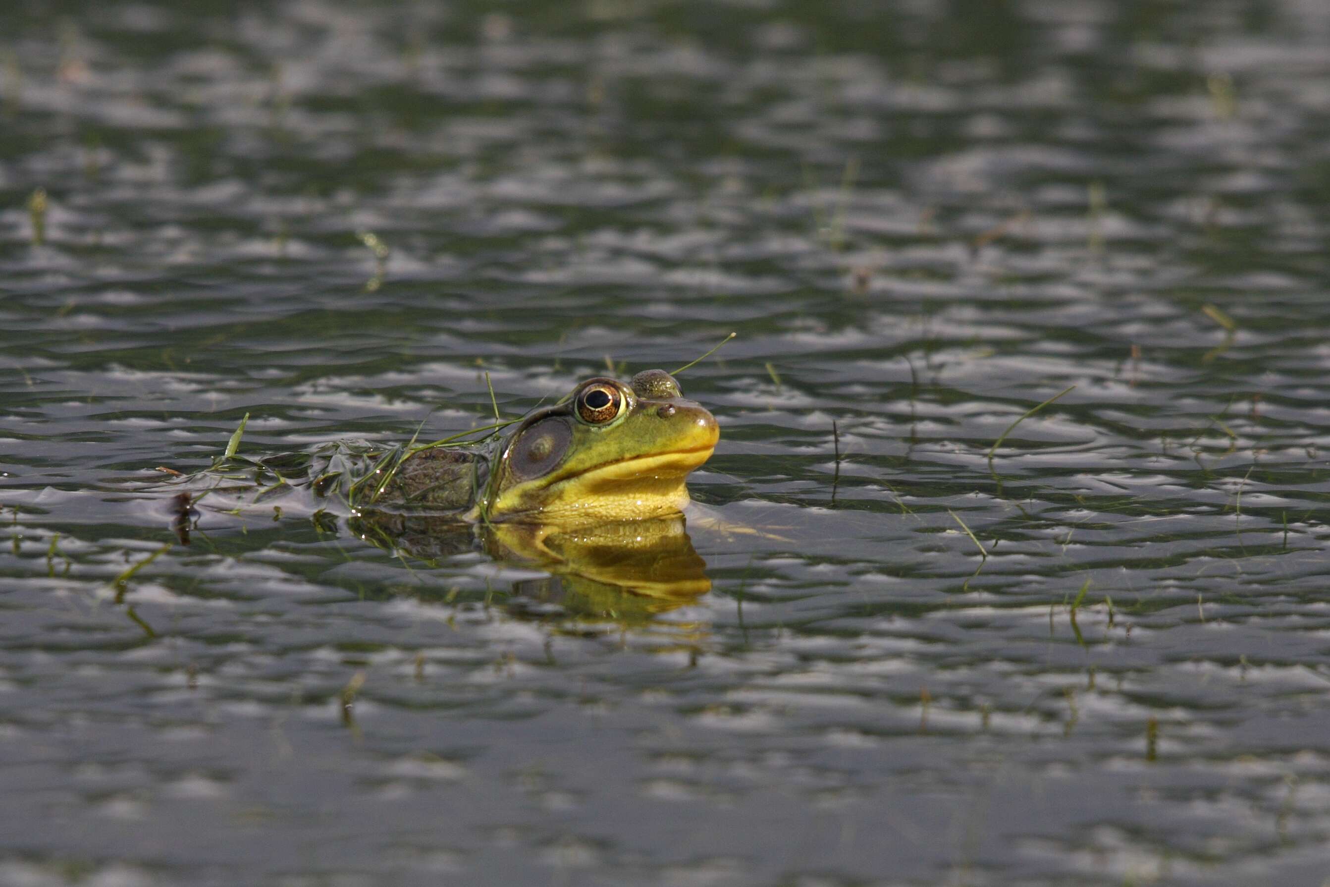 Image of Green Frog