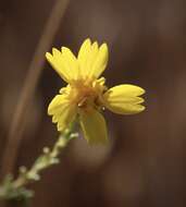 Image of San Joaquin tarweed