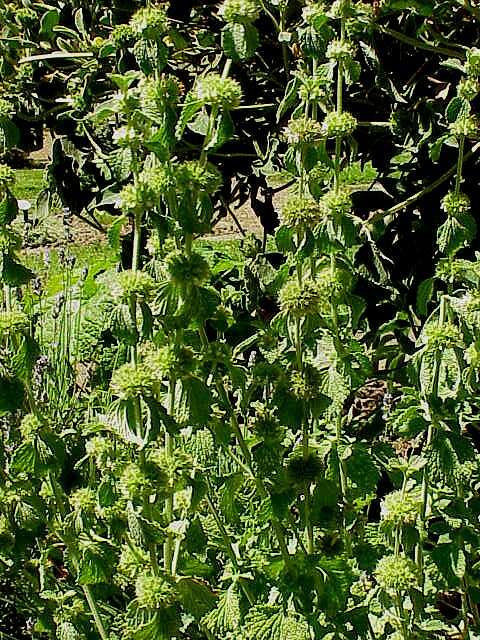 Image of horehound