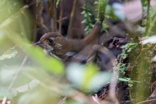 Image of Short-tailed Antthrush