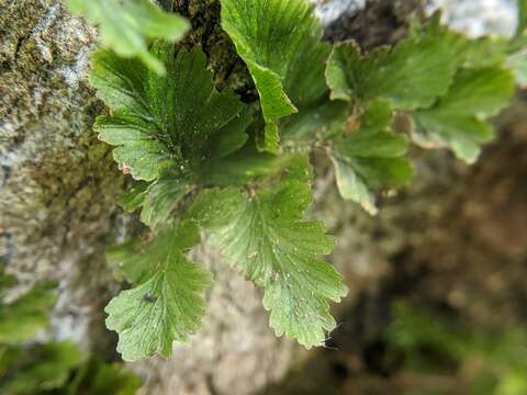 Image of Vandenboschia auriculata (Bl.) Copel.