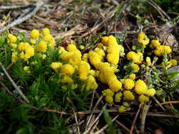 Image of Dog vomit slime mold