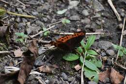 Image de Oxeoschistus puerta Westwood (1851)