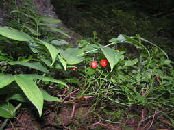 Image of claspleaf twistedstalk