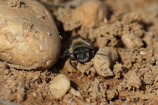 Image of Barbara's Andrena