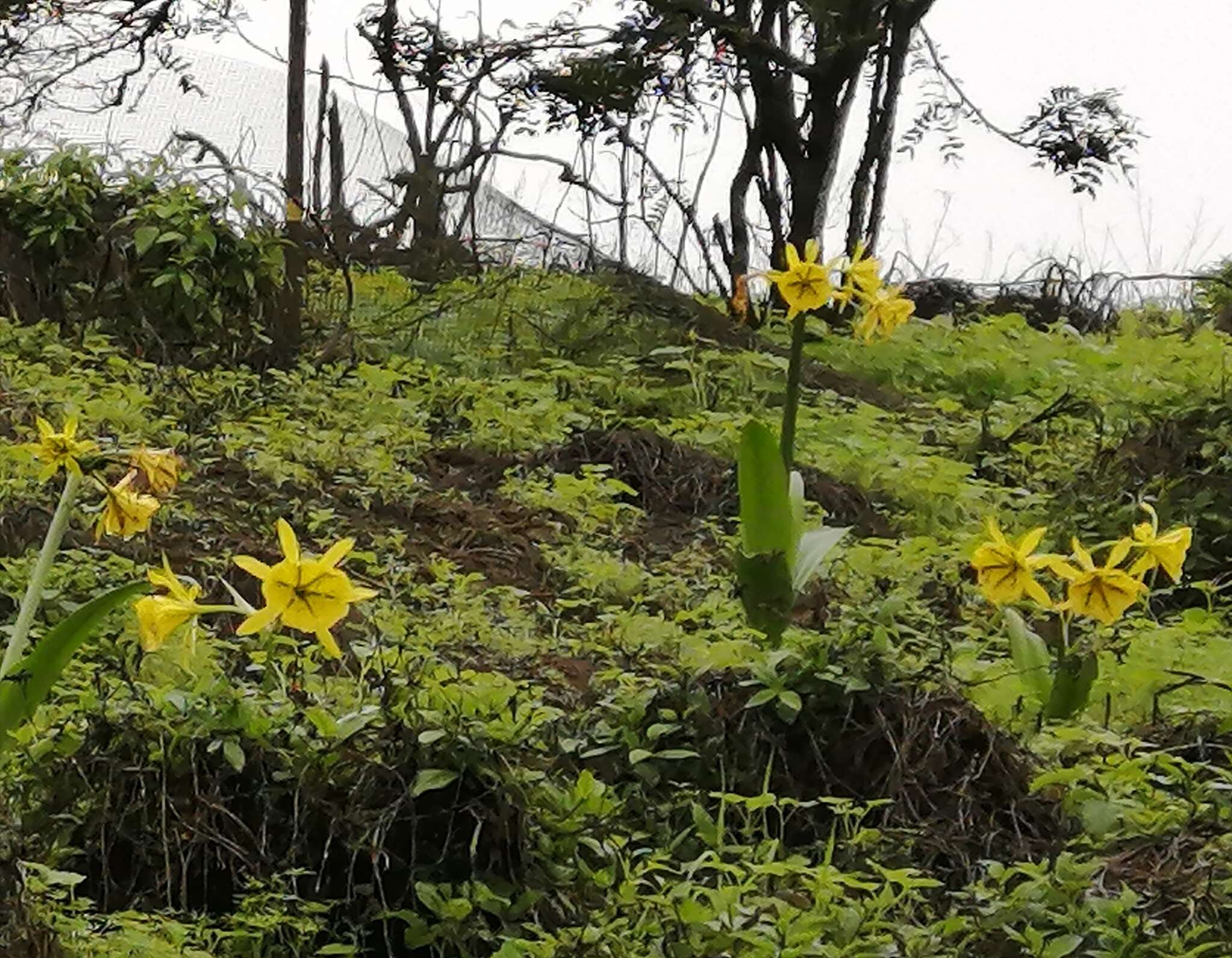 Image of Ismene amancaes (Ruiz & Pav.) Herb.