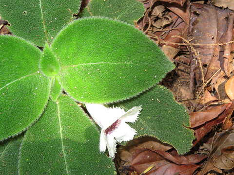 Image of Episcia fimbriata Fritsch