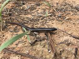 Image of Red Forest Skink