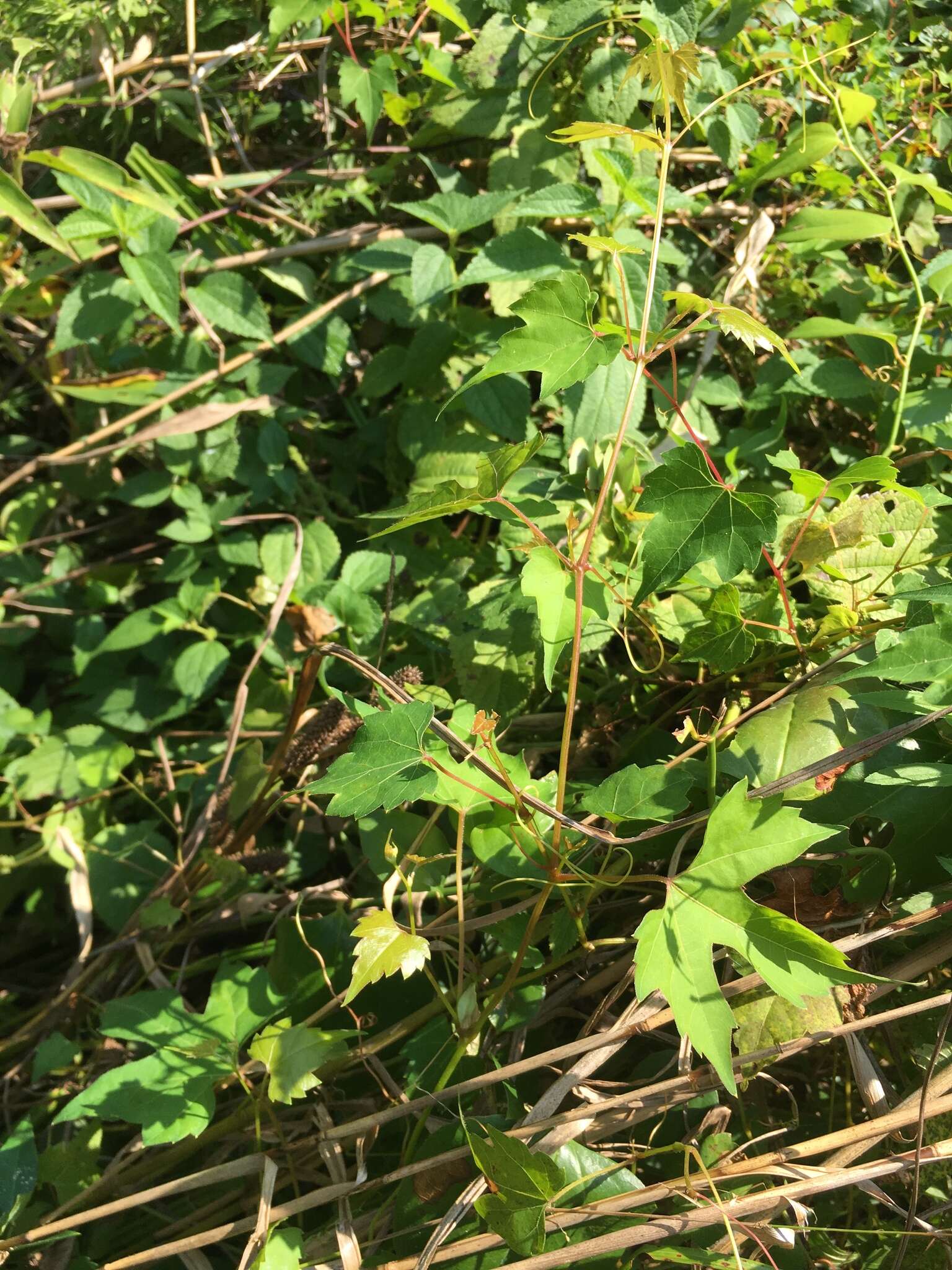 Image of catbird grape