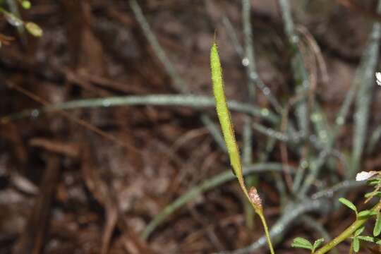 Image of large clammyweed