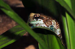 Image of Amazon Milk Frog