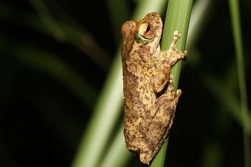 Image of Kuranda Tree Frog