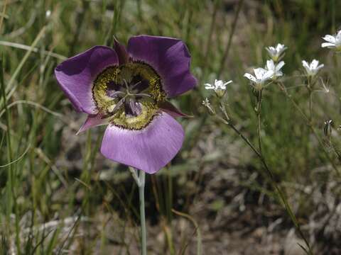 Calochortus gunnisonii S. Watson resmi