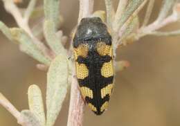 Image de Acmaeodera tuta Horn 1878