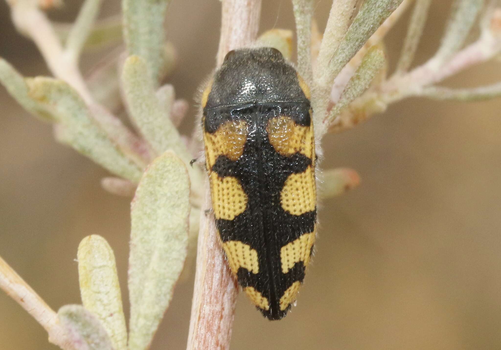 Image de Acmaeodera tuta Horn 1878