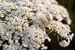 Image of Flower Crab Spiders