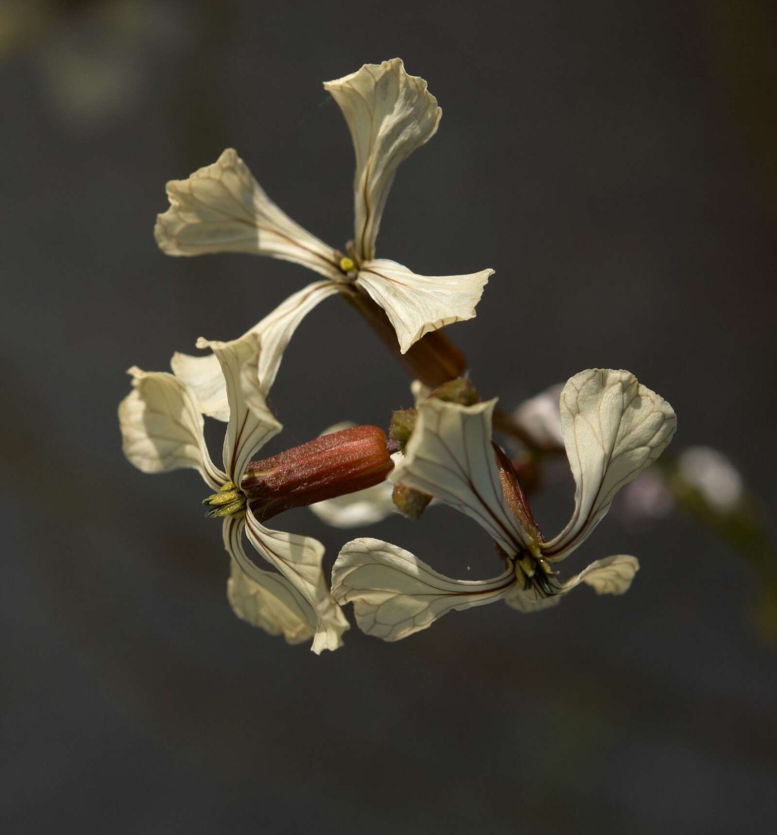 Image of Rocket salad