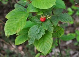 Image of Raspberry