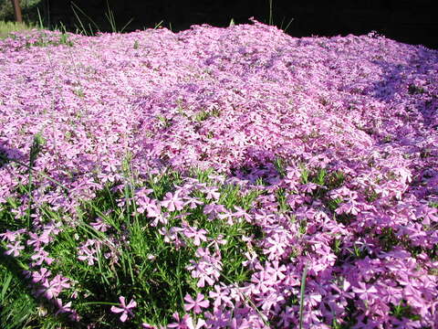 Image of moss phlox