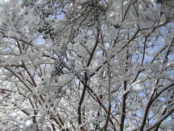 Image of Crape myrtle