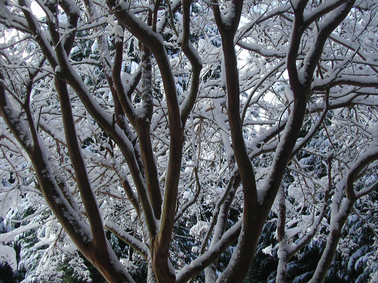 Image of Crape myrtle