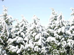 Image of Cupressus × leylandii